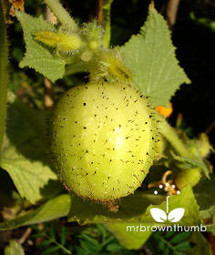 Lemon Cucumber fruit