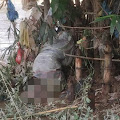 Mayat Perempuan Dalam Karung Tanpa Identitas Sangkut di Pohon Bambu Hebohkan Warga Amplas