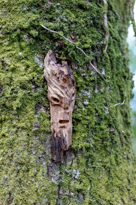 Faces in the woods