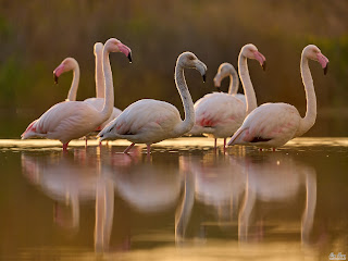 Flamingos at Sunset