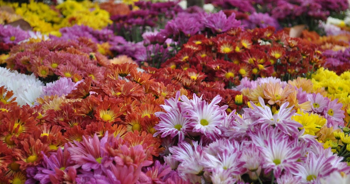 aidi photographer: Bunga Daisy pelbagai warna