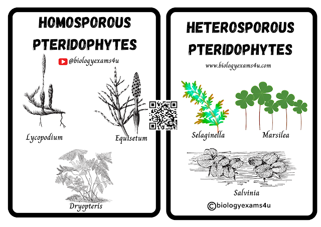 Homosporous and Heterosporous Pteridophytes