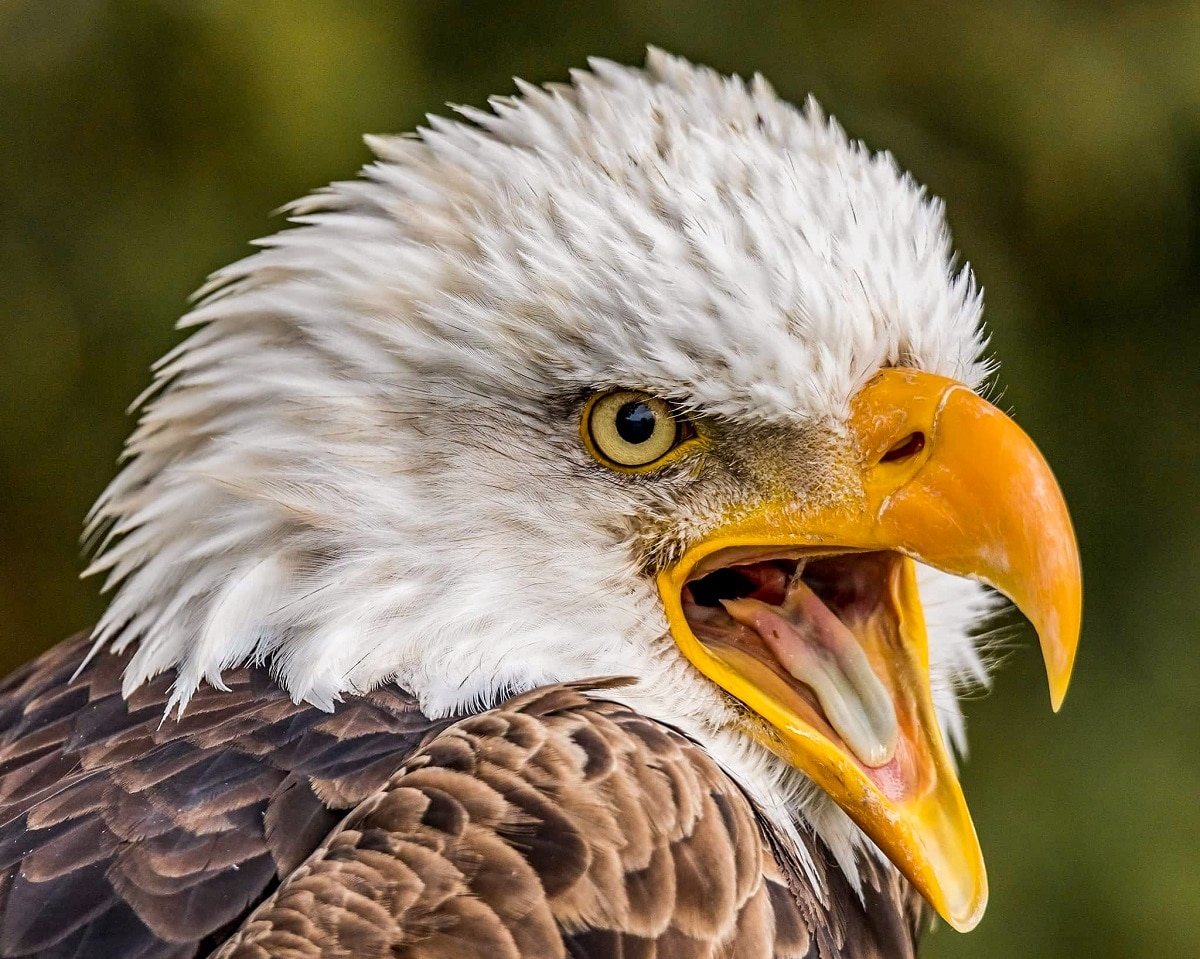 Photographer Captured A Majestic Picture Of A Bald Eagle With Symmetrical Reflection
