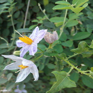 SOLANUM TRILOBATUM FLOWER - தூதுவளைப் பூ