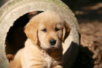 Young puppy sits in socialization yard