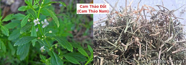 CÂY THUỐC TRỊ BỆNH THÔNG DỤNG - CAM THẢO ĐẤT