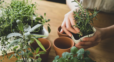 Seasonal Gardening Tasks