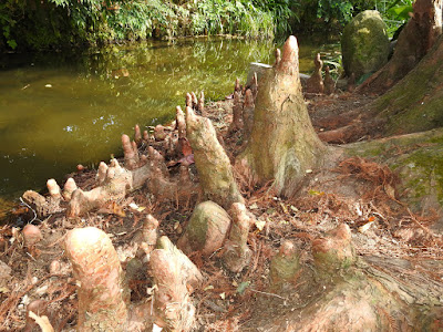 Respiratory root (knees) of Bald Cypress