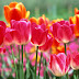 Beautiful 14 Tulip Flowers 