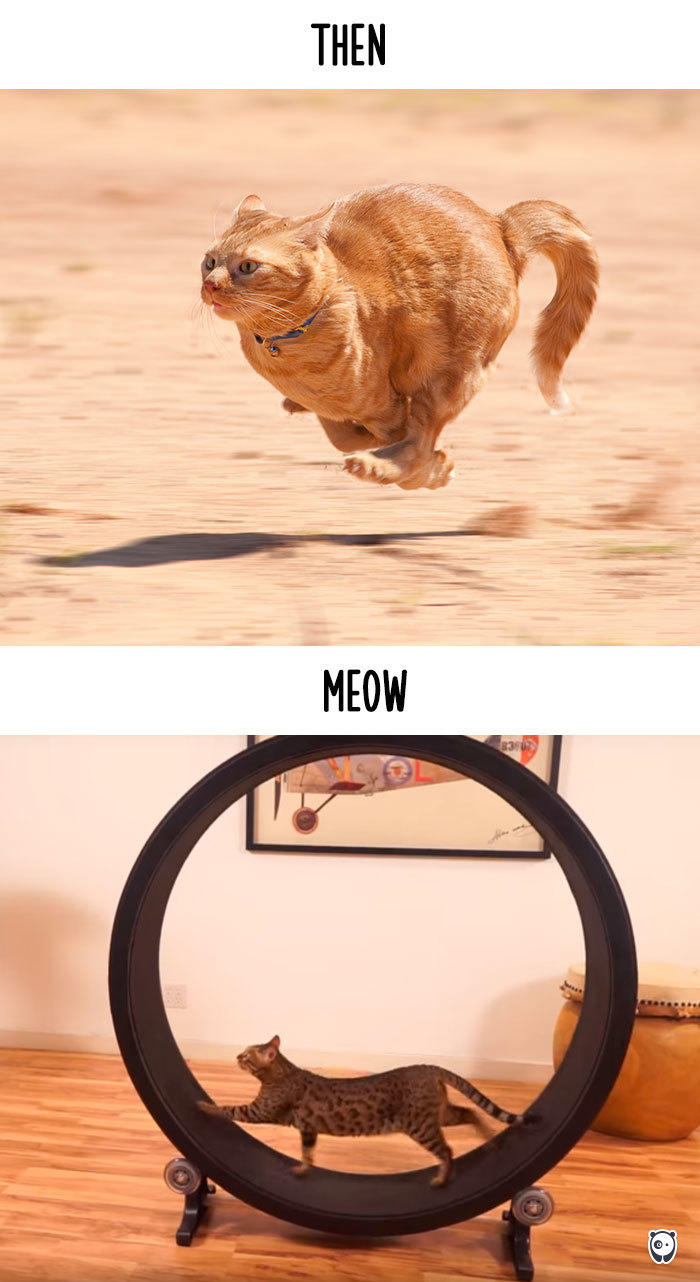 Then vs Meow How Technology Has Changed Cats’ Lives (10+ Pics) - Running