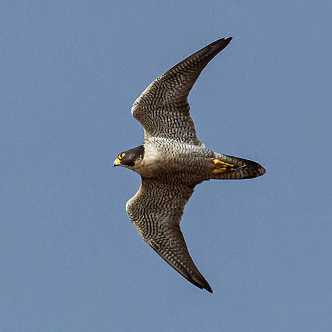 Update Keren Binatang  ini adalah  burung tercepat di  dunia  