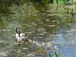 Canadian geese going for a swim with their babies