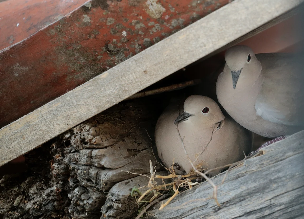 pigeons on a nest 12188785