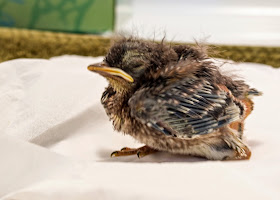 eastern bluebird nestling 10 to 11 days old