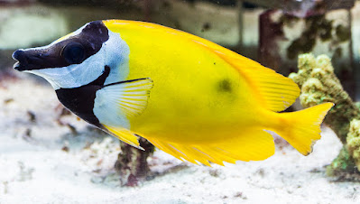 Foxface rabbitfish - Siganus vulpinus