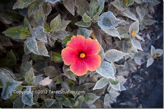 Flower on MCRD San Diego