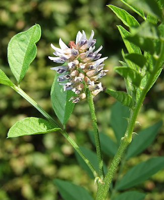 Цветки Glycyrrhiza glabra