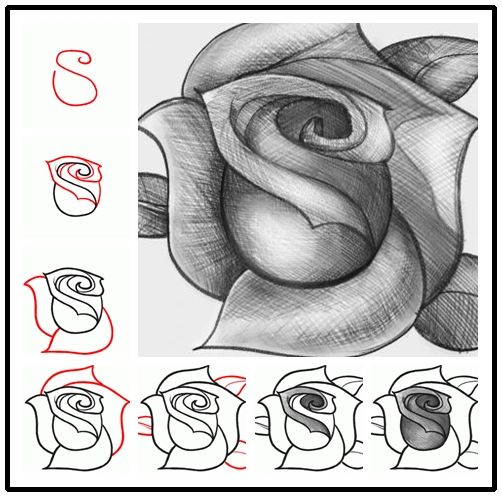 How To Draw Roses In Simple Steps
