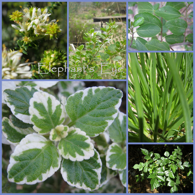 Agathosma apiculata, Searsia crenata, Grewia occidentalis Plectranthus madagascariensis, Bulbine frutescens, Tecoma capensis