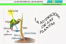 http://cplosangeles.juntaextremadura.net/web/edilim/curso_4/cmedio/las_plantas/la_nutricion/la_nutricion.html