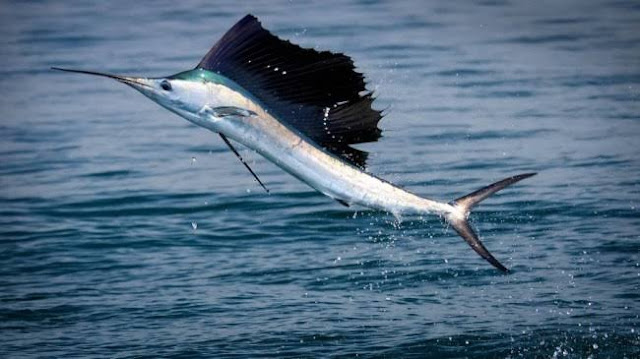 Ikan paling cepat sailfish