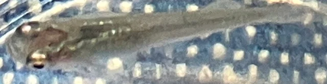 魔王メダカ 稚魚 ６３日目