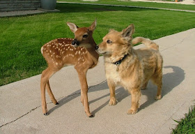 dog and deer, funny animal pictures of the week