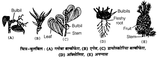 Solutions Class 12 जीव विज्ञान Chapter-1 (जीवों में जनन)