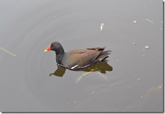 bold moorhen