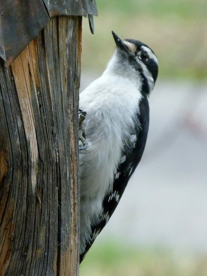 The Flycatcher: Birding in Oregon, Wyoming, Montana, Canada