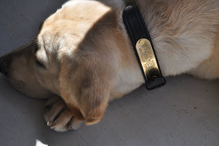 Close up of Bob's head and neck with the collar, the brass colored plate shows nicely on the black collar. all of GDTx's information is on the plate and there is a rivet on each side holding it onto the collar.