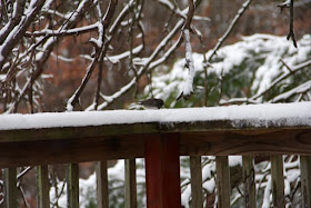 junco on snow covered railing