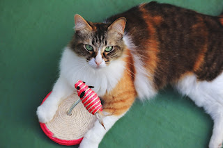 cat toys, cats health