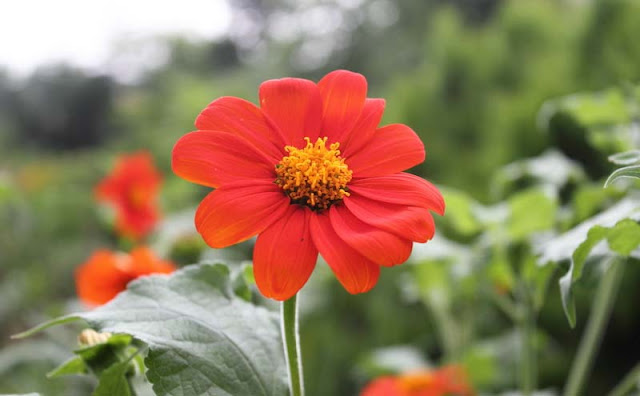 Mexican Sunflower Pictures