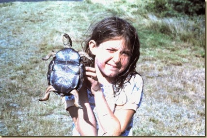 turtle-3