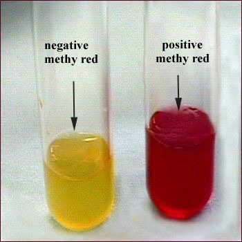 Methyl red test