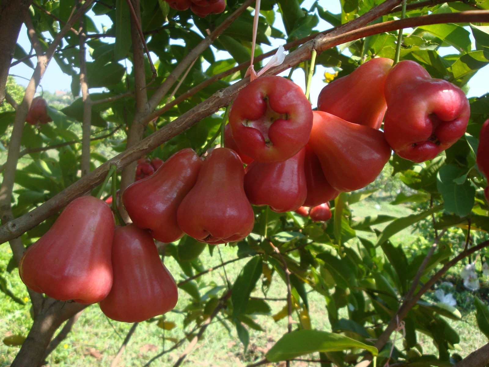 Wisata Kebun  Buah  Di Indonesia Info Tak Terduga