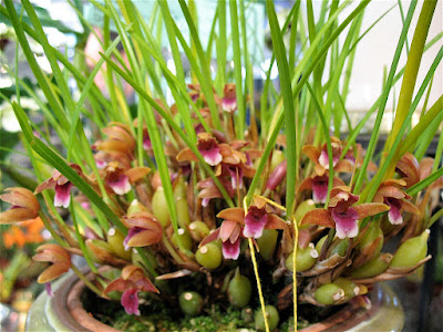 Maxillaria sanguinea - Blood-Red Maxillaria care