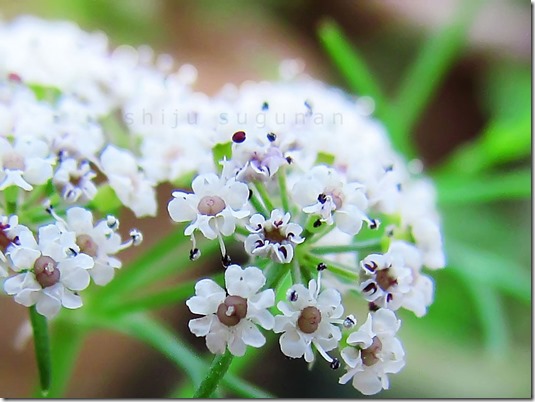 fso detail coriander-flowers-shiju