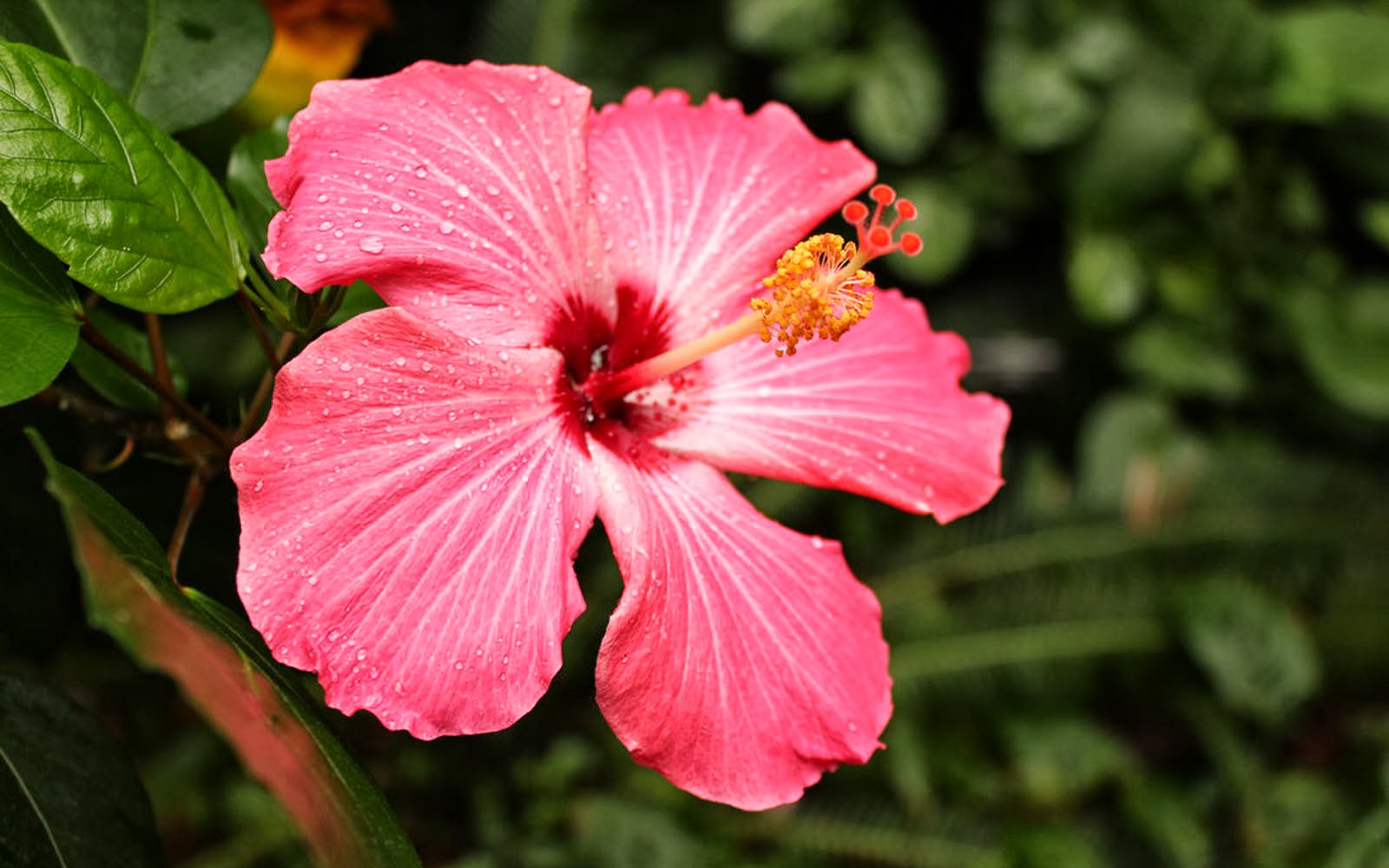 wallpapers: Pink Flowers Wallpapers