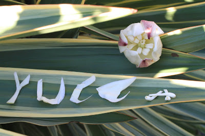 Yucca Spelled With Blossom Parts