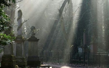 Rays of light beam through the trees onto graves and wild flowers in Tower Hamlets Cemetery Park