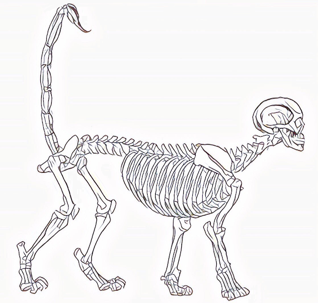 Manticore's skeletal system