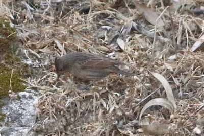 Crested Bunting