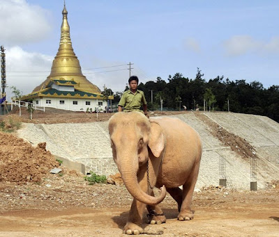 Rare Albino Elephant | White Elephant Picture Seen On  www.coolpicturegallery.us