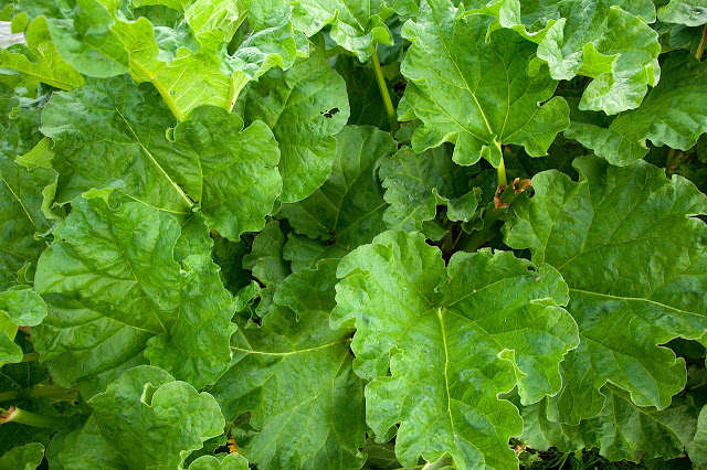 rhubarb,How do we get rhubarb to grow,green,crop,agriculture,vegetables