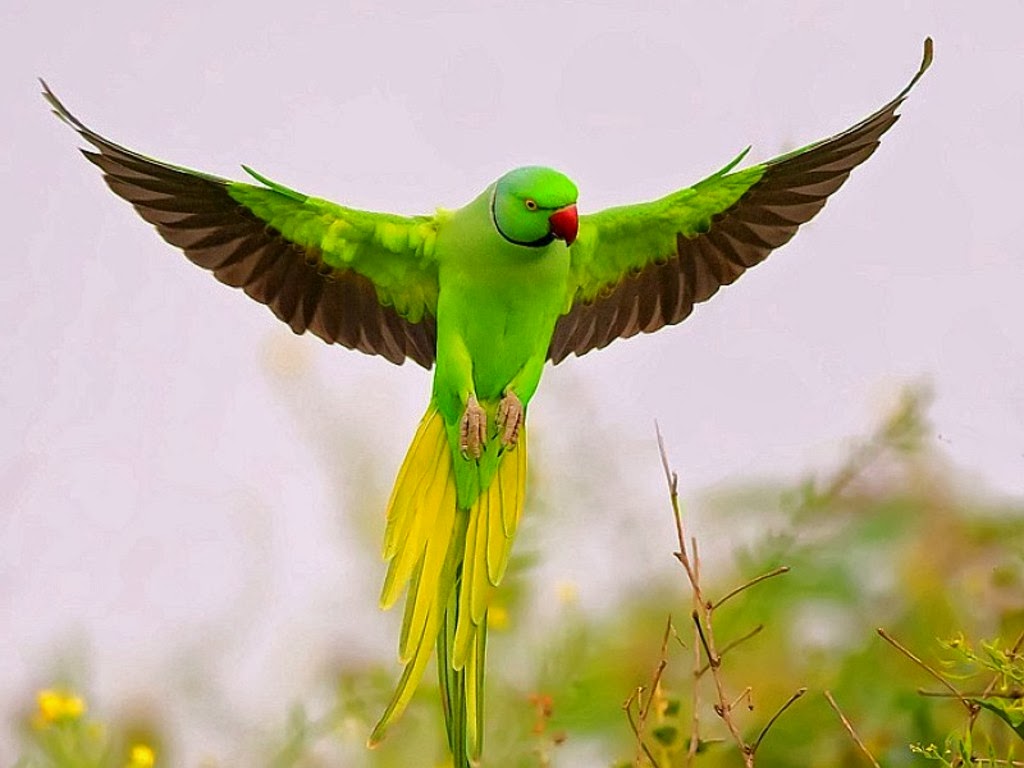 Most of us think of the parrot as a household pet - A beautiful bird ...