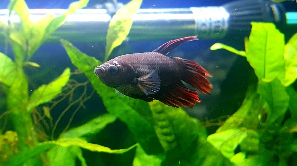 Male betta fish in a community aquarium