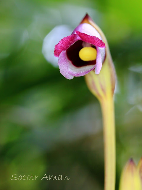 Aeginetia indica