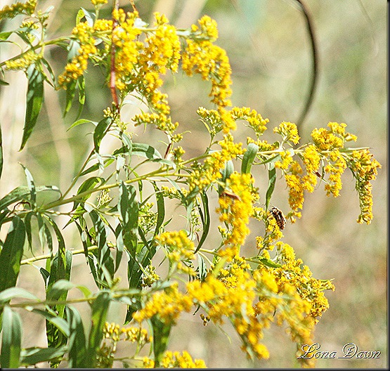 CC_SweetGoldenrod
